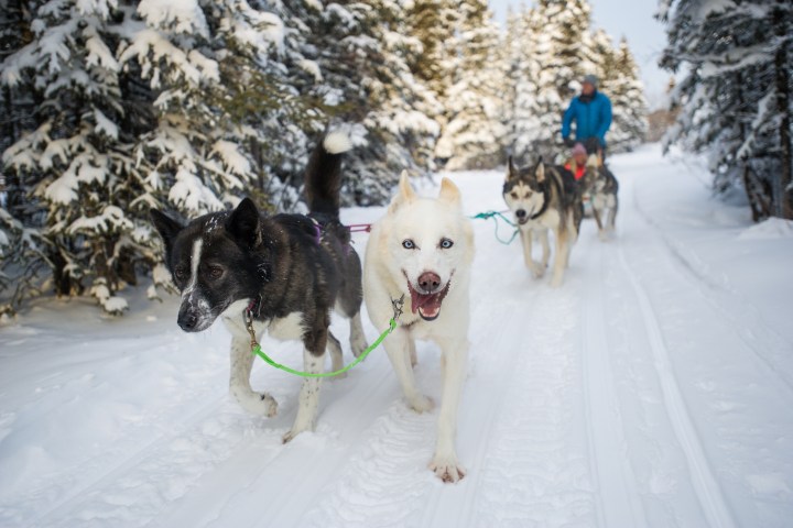 Dogs pulling a sled on a snowy trail through a forest with a person riding behind.