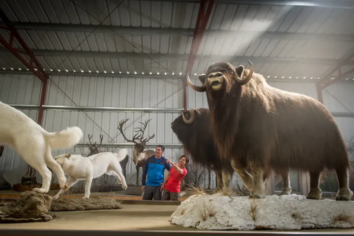A couple observes taxidermy animals including musk oxen in a museum exhibit.